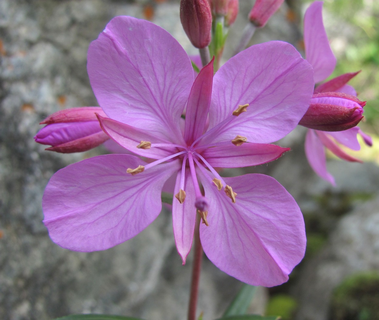 Image of Chamaenerion colchicum specimen.