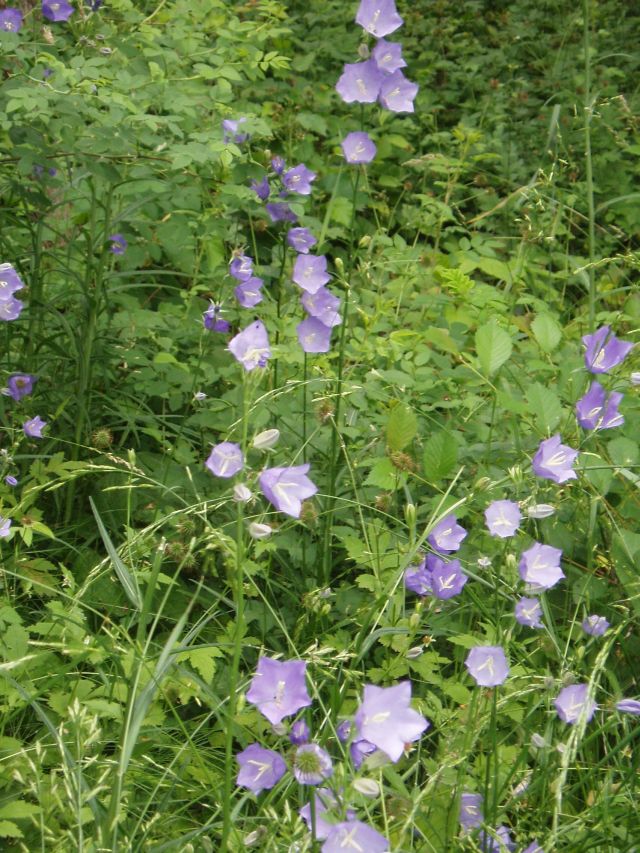 Image of Campanula persicifolia specimen.