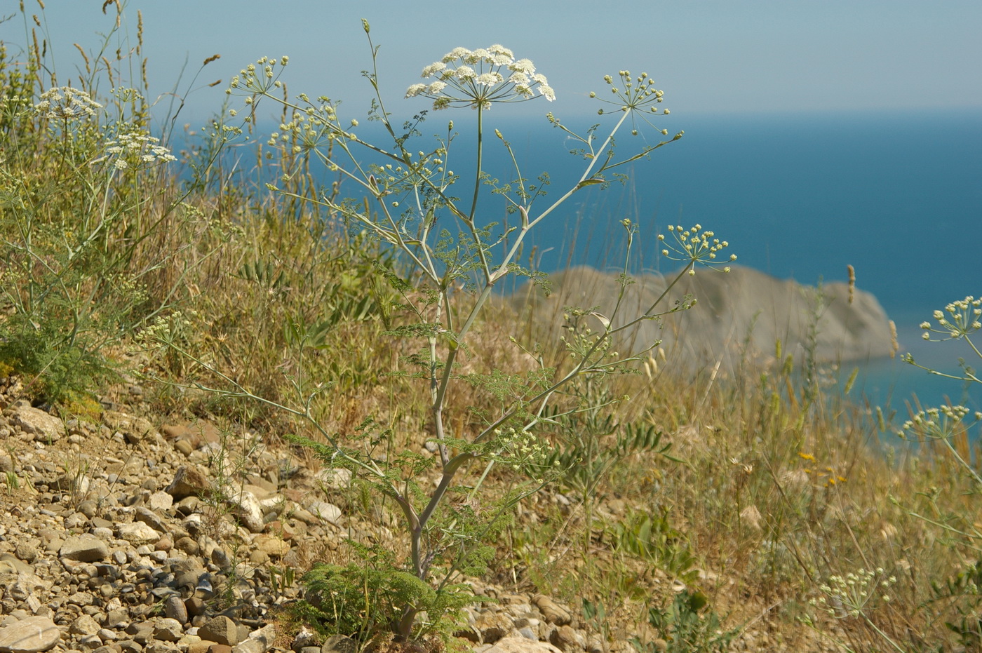 Image of Astrodaucus littoralis specimen.