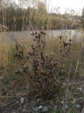 Inula aspera