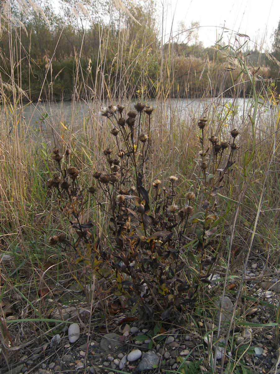 Изображение особи Inula aspera.