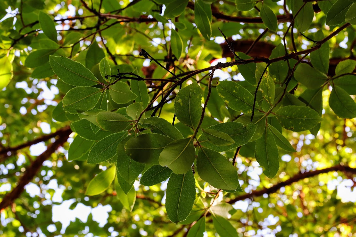 Изображение особи Arbutus &times; andrachnoides.