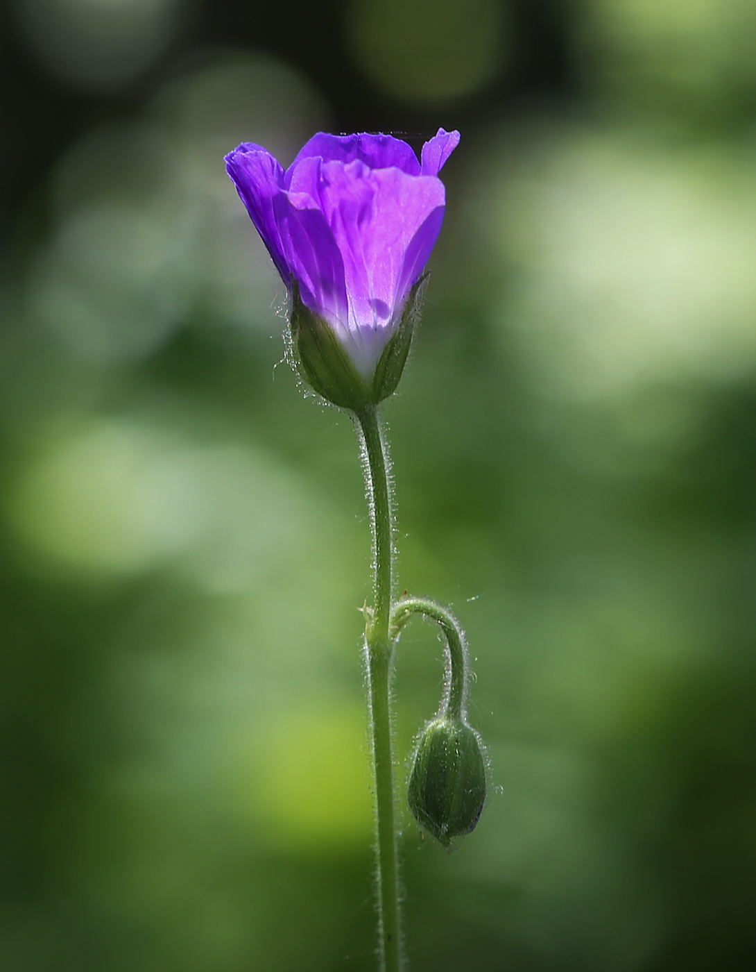 Image of Geranium sylvaticum specimen.