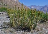 Artemisia dracunculus. Цветущее растение. Таджикистан, Фанские горы, перевал Талбас, ≈ 3500 м н.у.м., сухой склон. 01.08.2017.