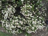 Ozothamnus diosmifolius. Часть цветущего растения. Австралия, г. Брисбен, ботанический сад. 03.12.2017.