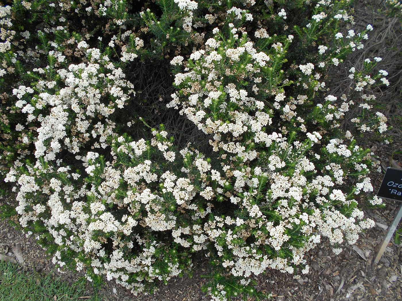 Image of Ozothamnus diosmifolius specimen.