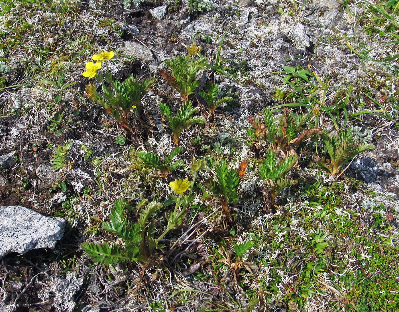 Изображение особи Acomastylis rossii.