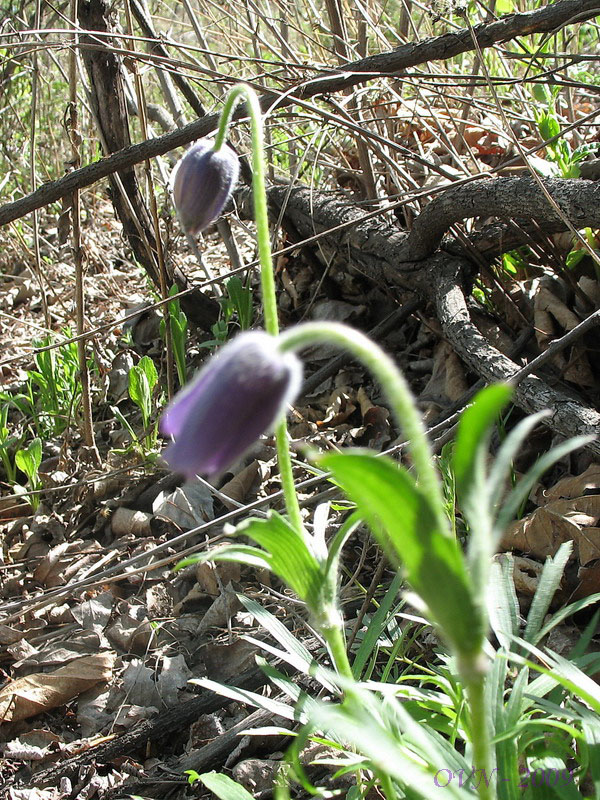Image of Pulsatilla dahurica specimen.