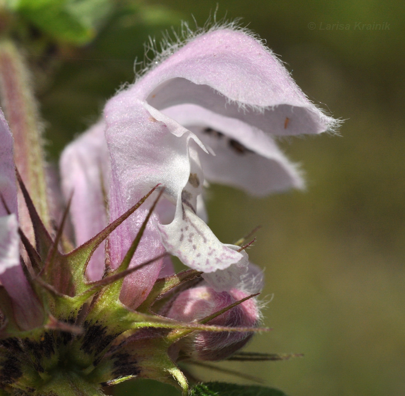 Image of Lamium barbatum specimen.