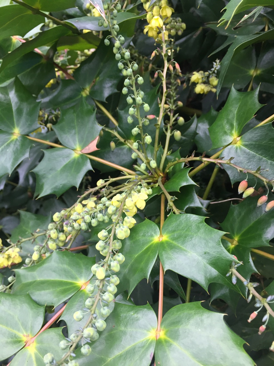 Изображение особи Mahonia bealei.