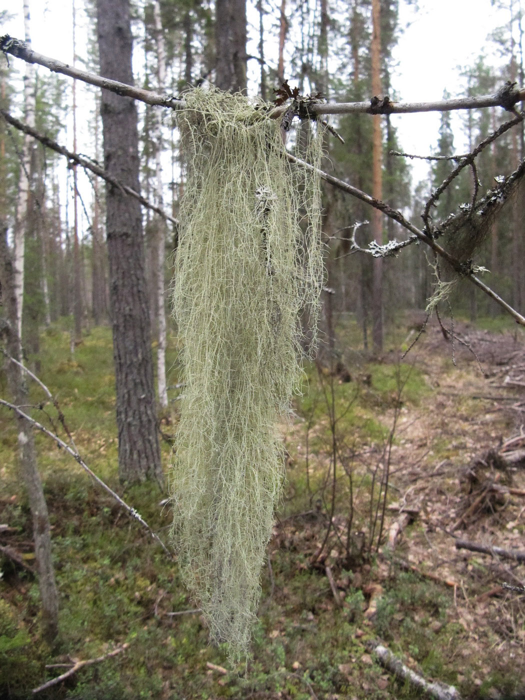 Изображение особи род Usnea.