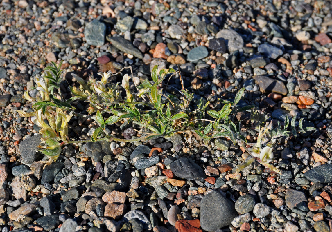 Изображение особи род Astragalus.