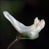 Image of taxon representative. Author is Вадим Прохоров