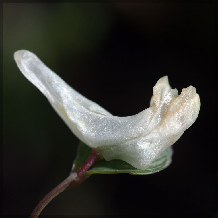 Изображение особи Corydalis intermedia.