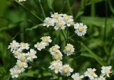 Achillea cartilaginea