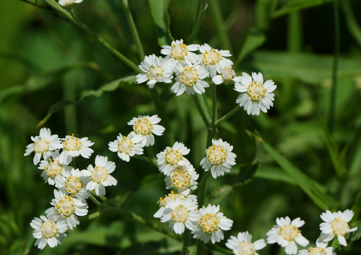Image of Achillea cartilaginea specimen.