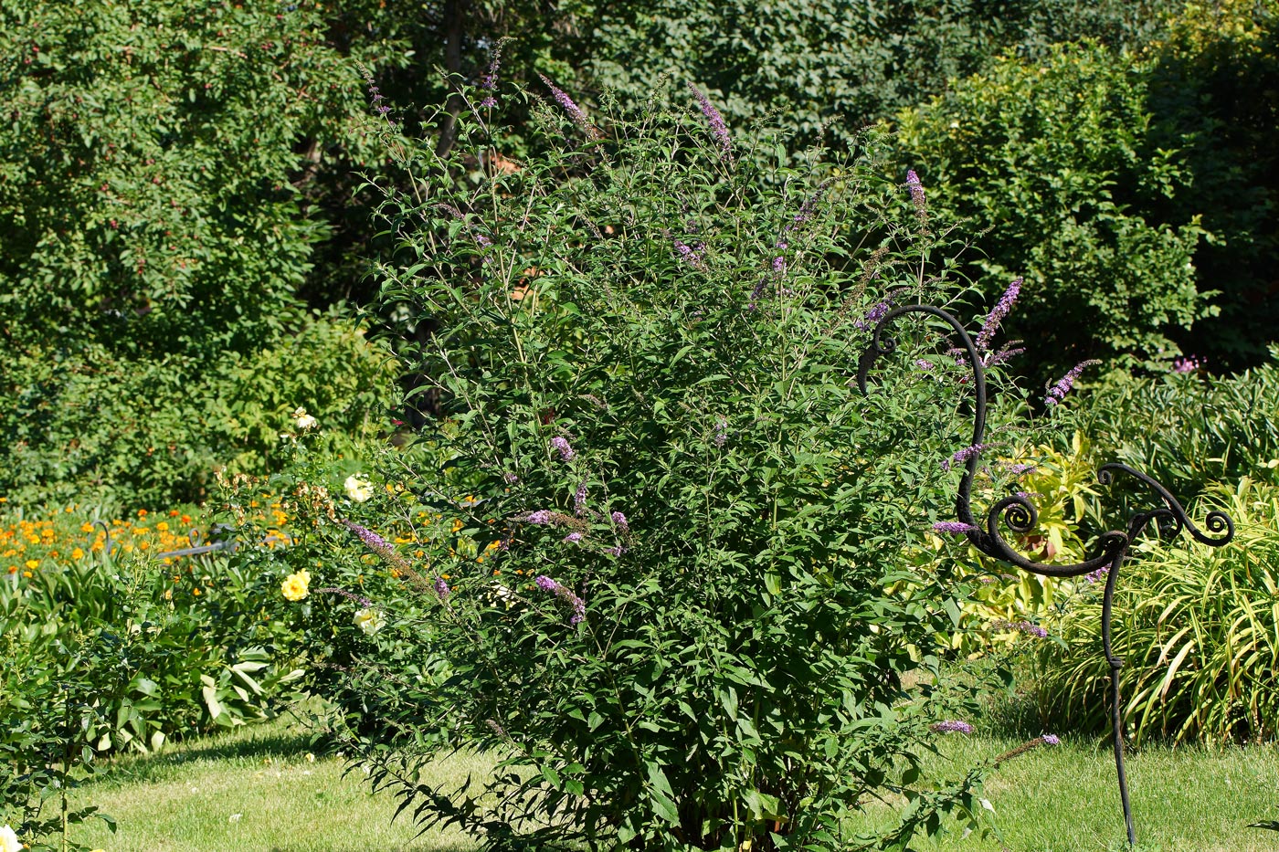 Изображение особи Buddleja davidii.