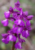 Anacamptis morio ssp. caucasica
