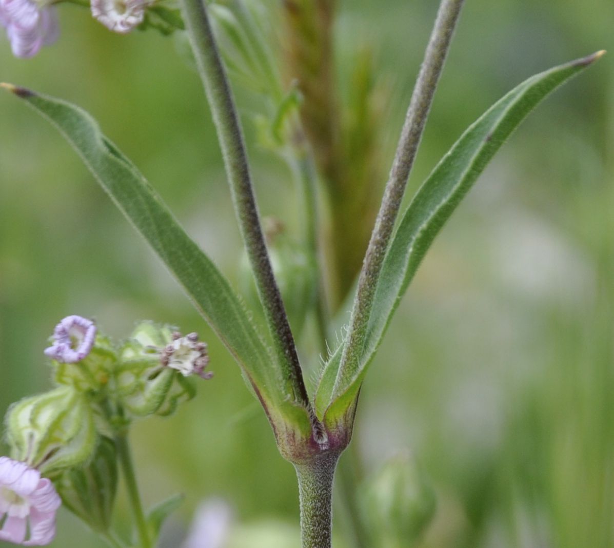 Изображение особи Silene apetala.