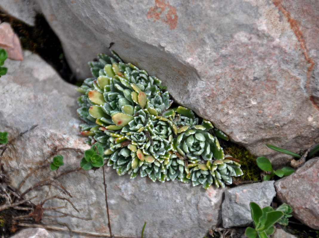 Image of Saxifraga cartilaginea specimen.