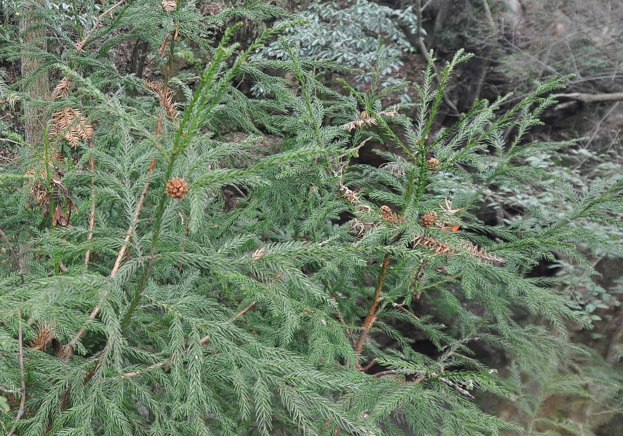 Image of Cryptomeria japonica var. sinensis specimen.