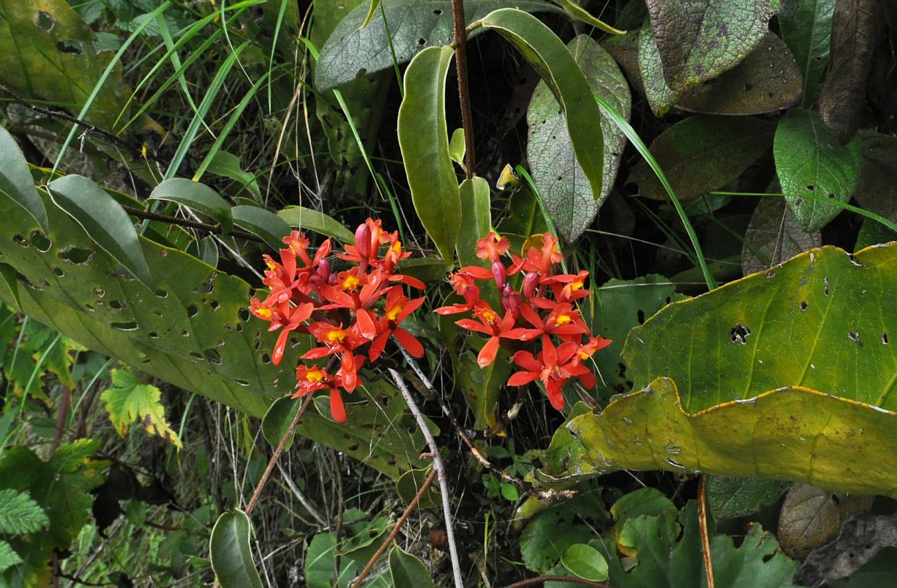 Image of Epidendrum secundum specimen.