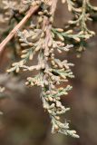 Juniperus virginiana