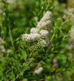 Spiraea alba. Верхушка побега с соцветием. Восточный Казахстан, г. Усть-Каменогорск, Архитектурно-ландшафтный музей-заповедник, в культуре. 11.07.2017.