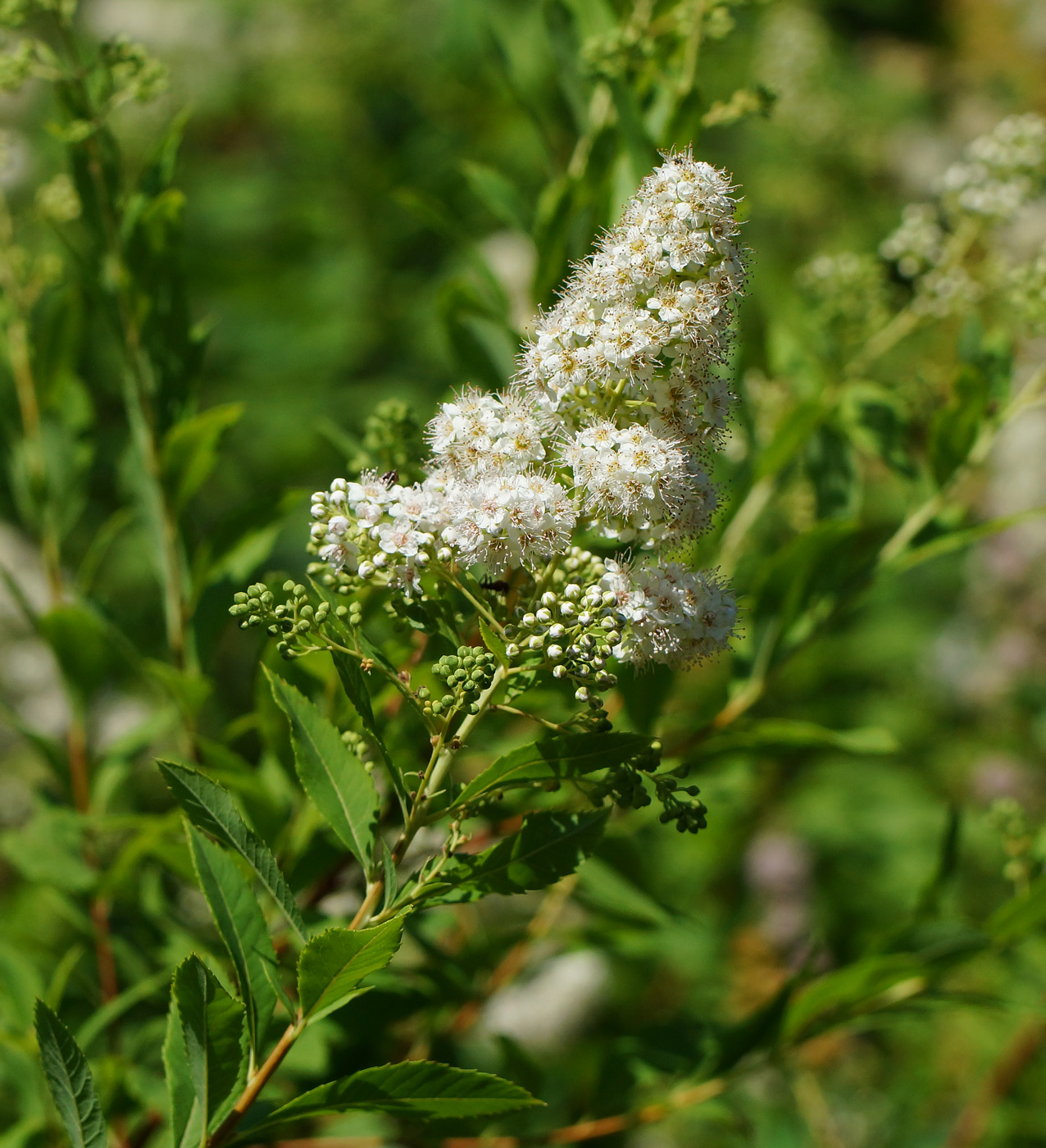 Image of Spiraea alba specimen.