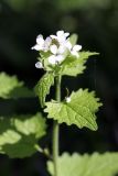 Alliaria petiolata