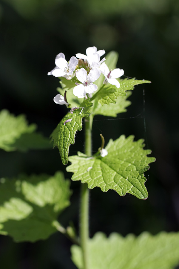 Изображение особи Alliaria petiolata.