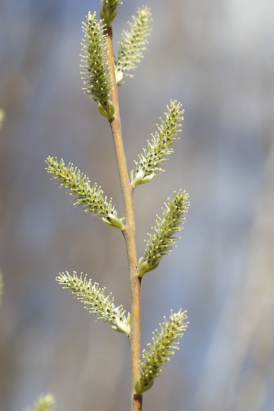 Image of Salix cinerea specimen.