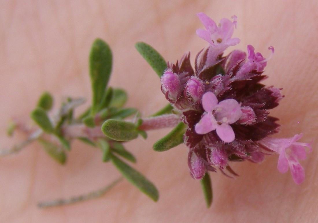 Изображение особи Thymus moldavicus.