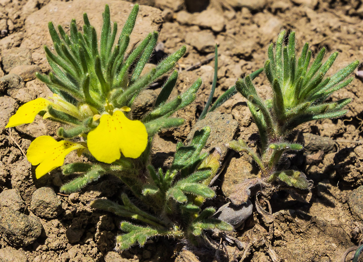 Image of Ajuga chia specimen.