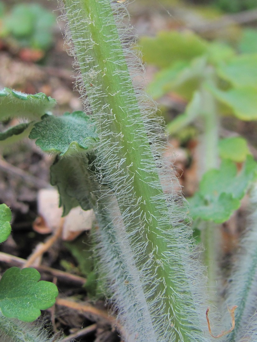 Image of Chelidonium majus specimen.