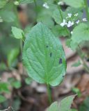 genus Arum. Лист. Республика Адыгея, окр. Большой Азишской пещеры, смешанный лес рядом со смотровой площадкой. 01.05.2018.