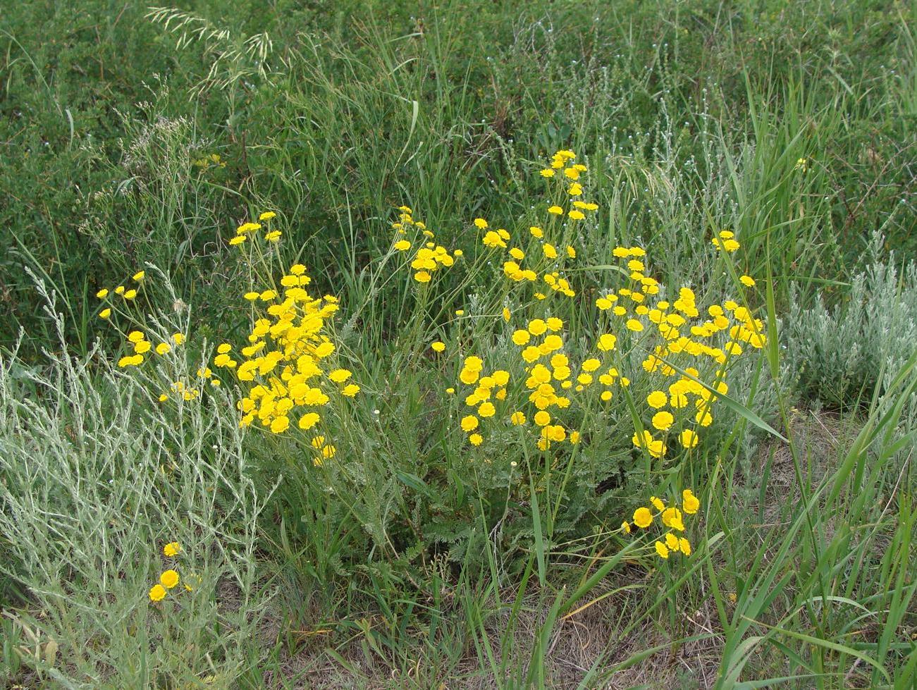 Image of Tanacetum millefolium specimen.