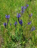 Salvia pratensis. Цветущие растения. Тульская обл., Алексинский р-н, долина р. Вашана, луговой склон. 11.06.2018.