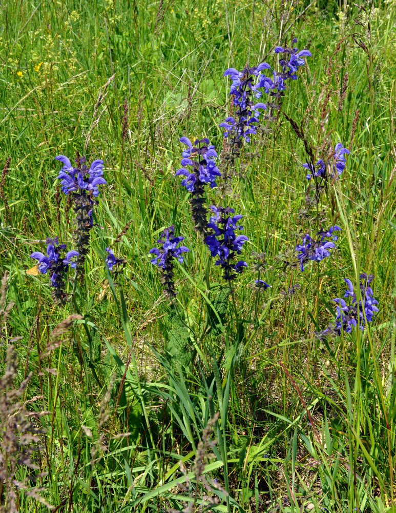 Изображение особи Salvia pratensis.