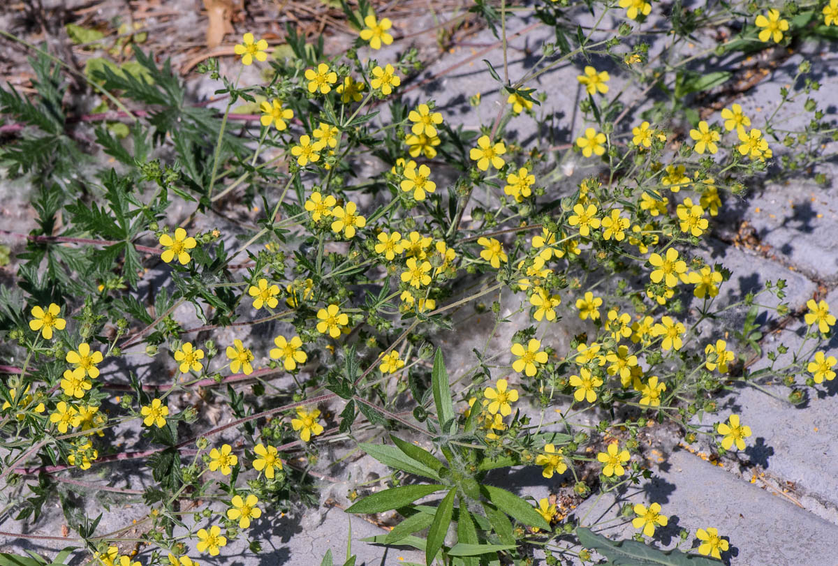 Image of genus Potentilla specimen.