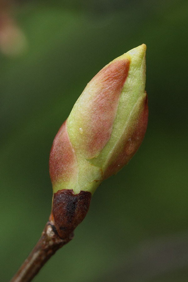 Image of Tilia cordifolia specimen.