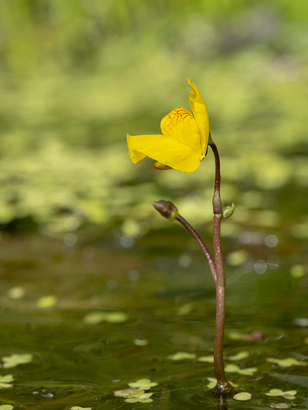 Image of Utricularia &times; neglecta specimen.