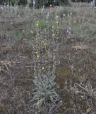род Verbascum