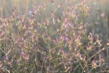 Centaurea pseudosquarrosa. Верхняя часть отцветающего растения. Южный Казахстан, предгорья Таласского Алатау, окр. села Жабаглы, сухая подгорная степь. 16 июля 2018 г.