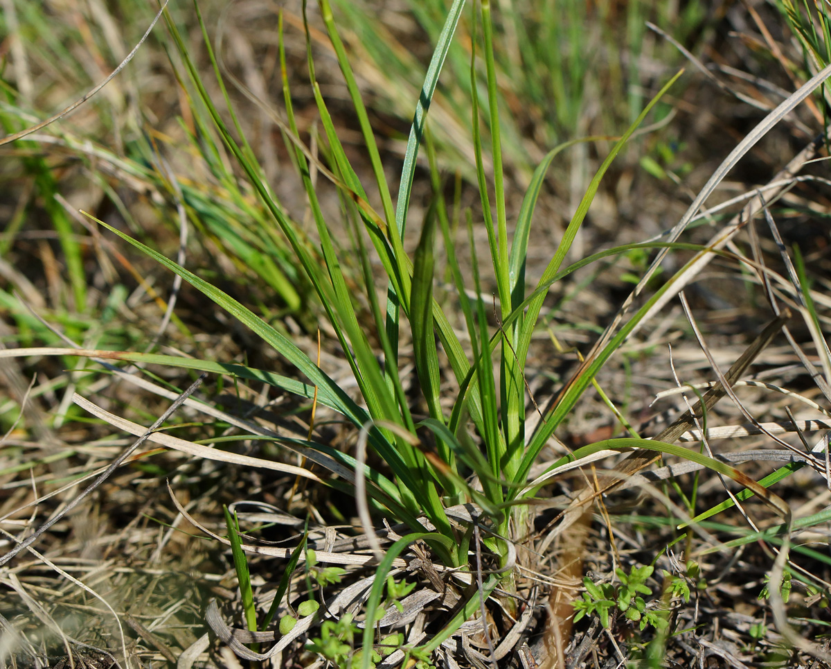 Изображение особи род Carex.