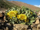 Inula rhizocephala. Цветущие растения. Кыргызстан, Зап. Тянь-Шань, Таласский Алатау, южн. сторона пер. Кара-Буура, ≈ 3150 м н.у.м., правый берег р. Чон-Тор под склоном южн. экспозиции. 17 июля 2018 г.