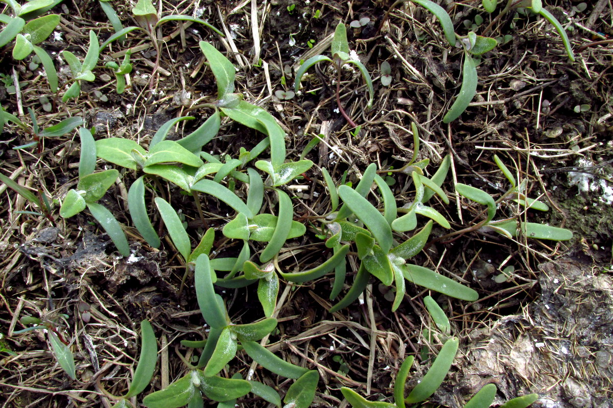 Image of Atriplex sagittata specimen.