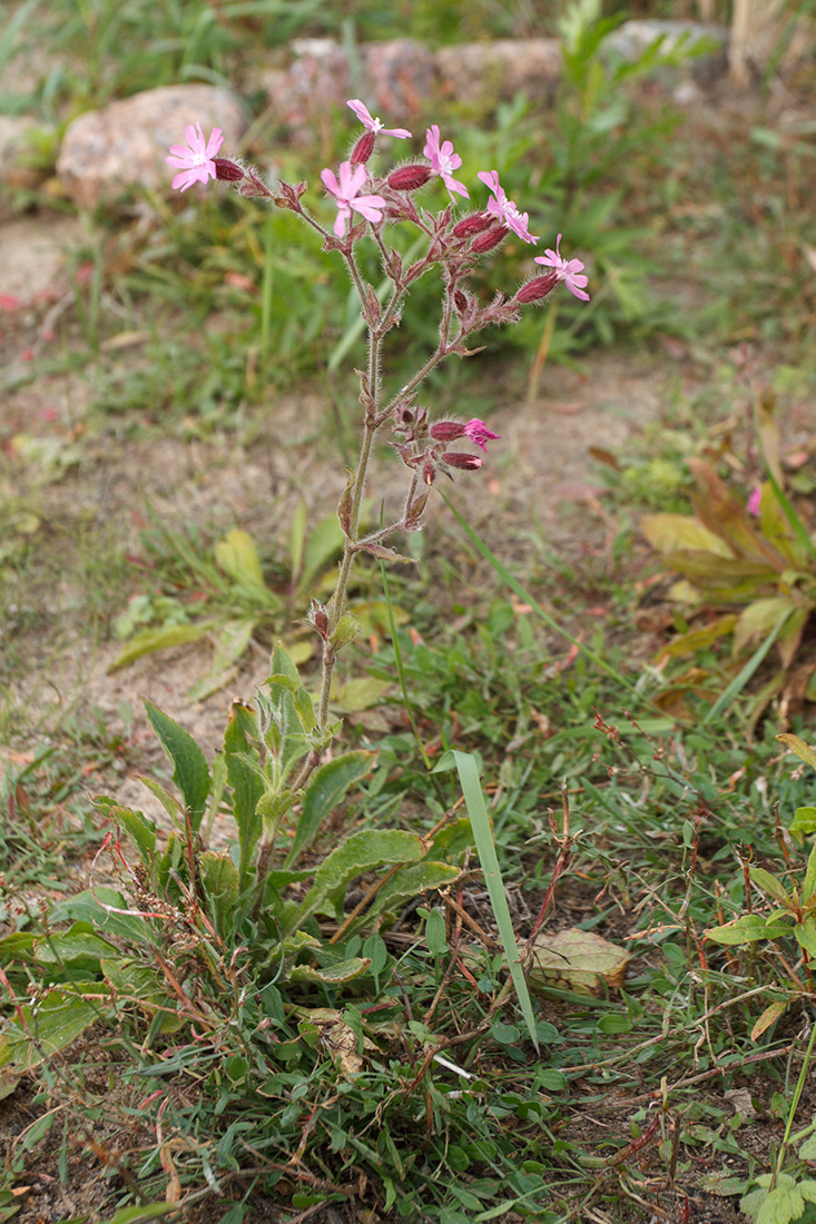 Изображение особи Melandrium dioicum.