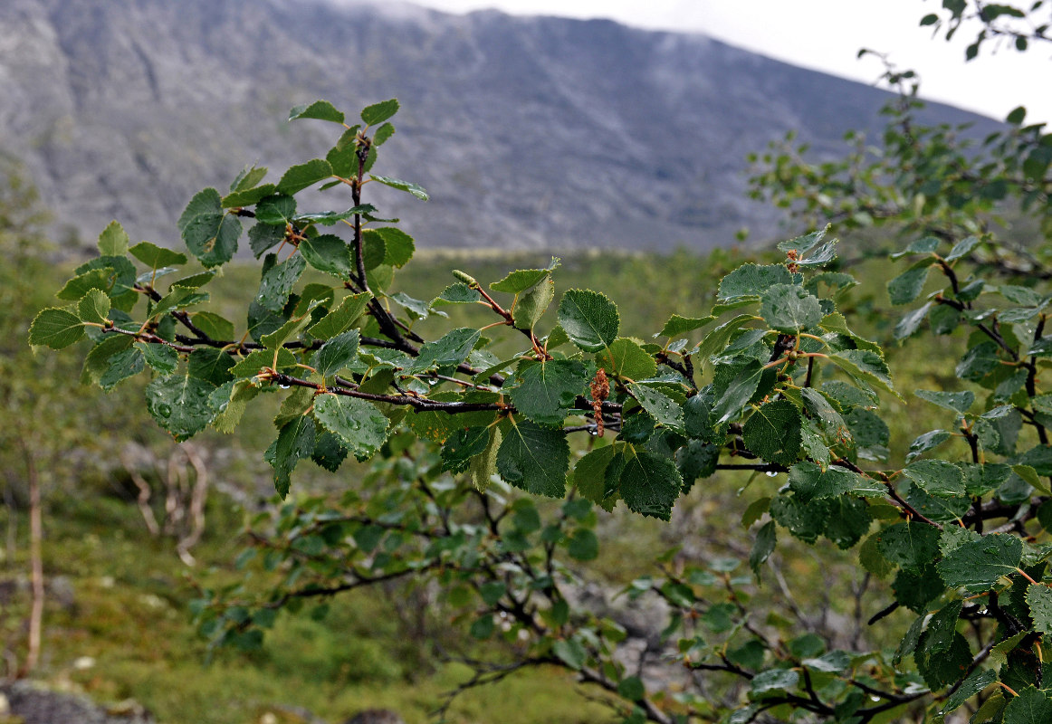 Изображение особи Betula czerepanovii.