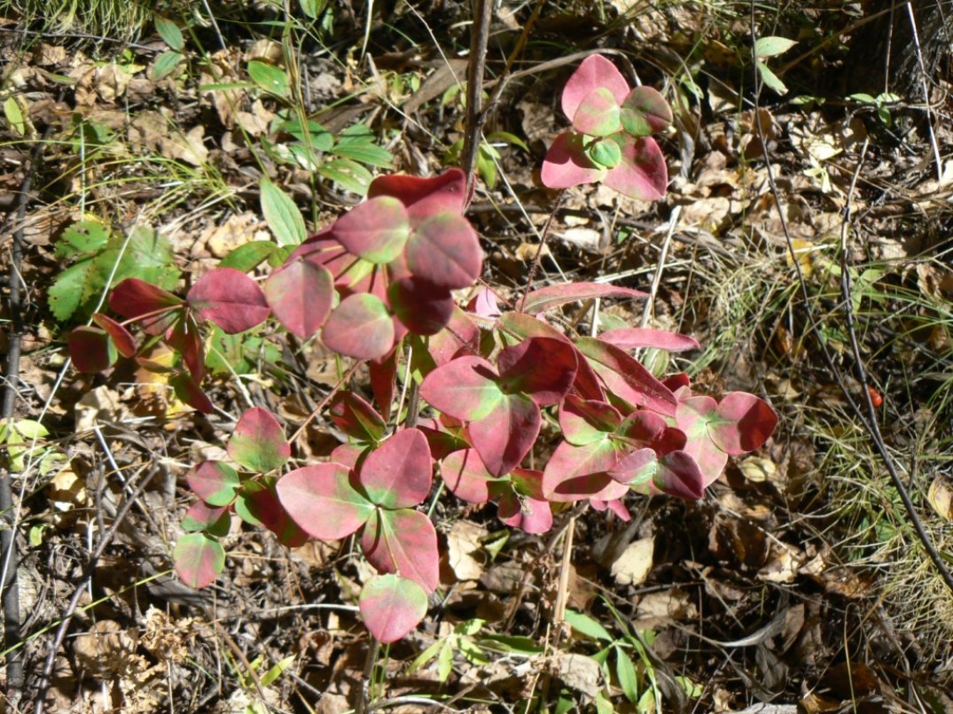 Image of Euphorbia lucorum specimen.